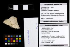 Foto (Objekt + Etiketten) von Goniodromitidae indet. 